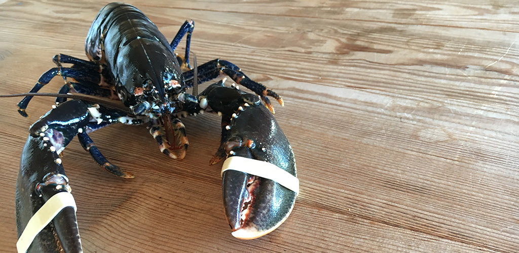 The Illusive Native Lobster