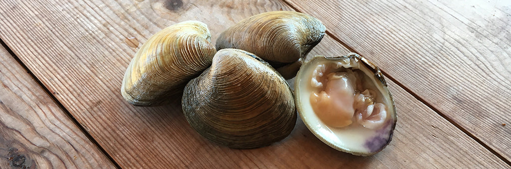 NEW IN: Hard Shell Clams
