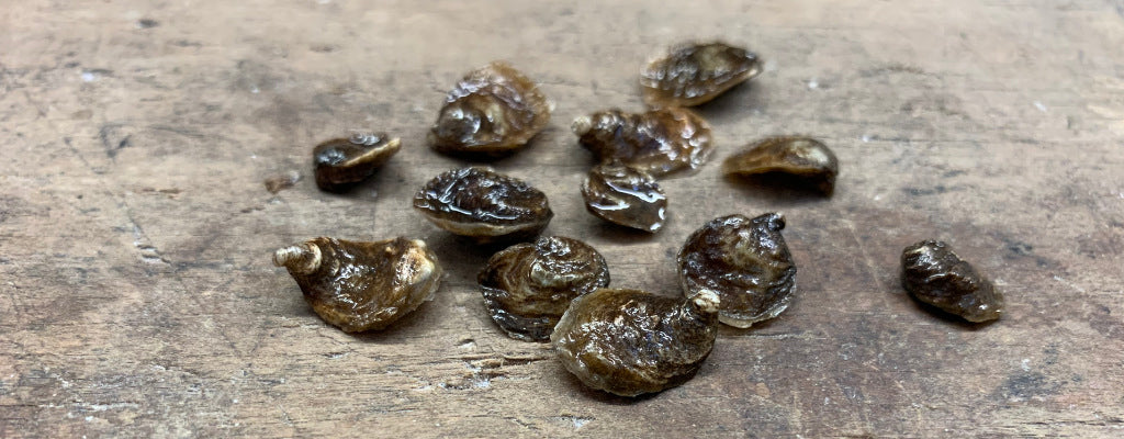 Let's Talk Native Oysters