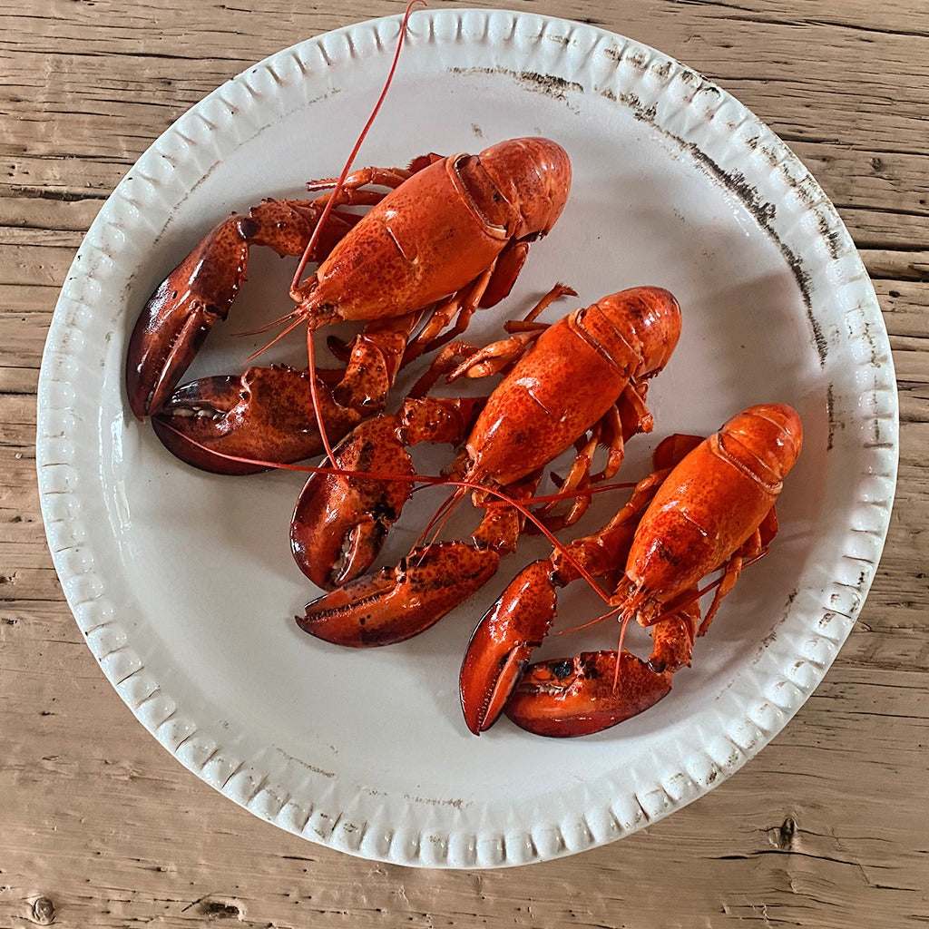 Small, medium and large cooked Canadian lobsters.
