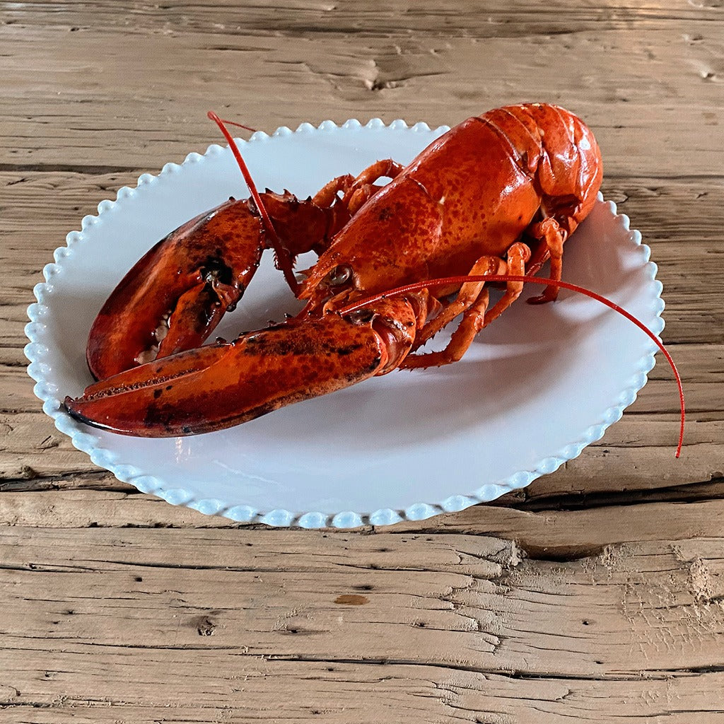 Medium Cooked Canadian Lobster