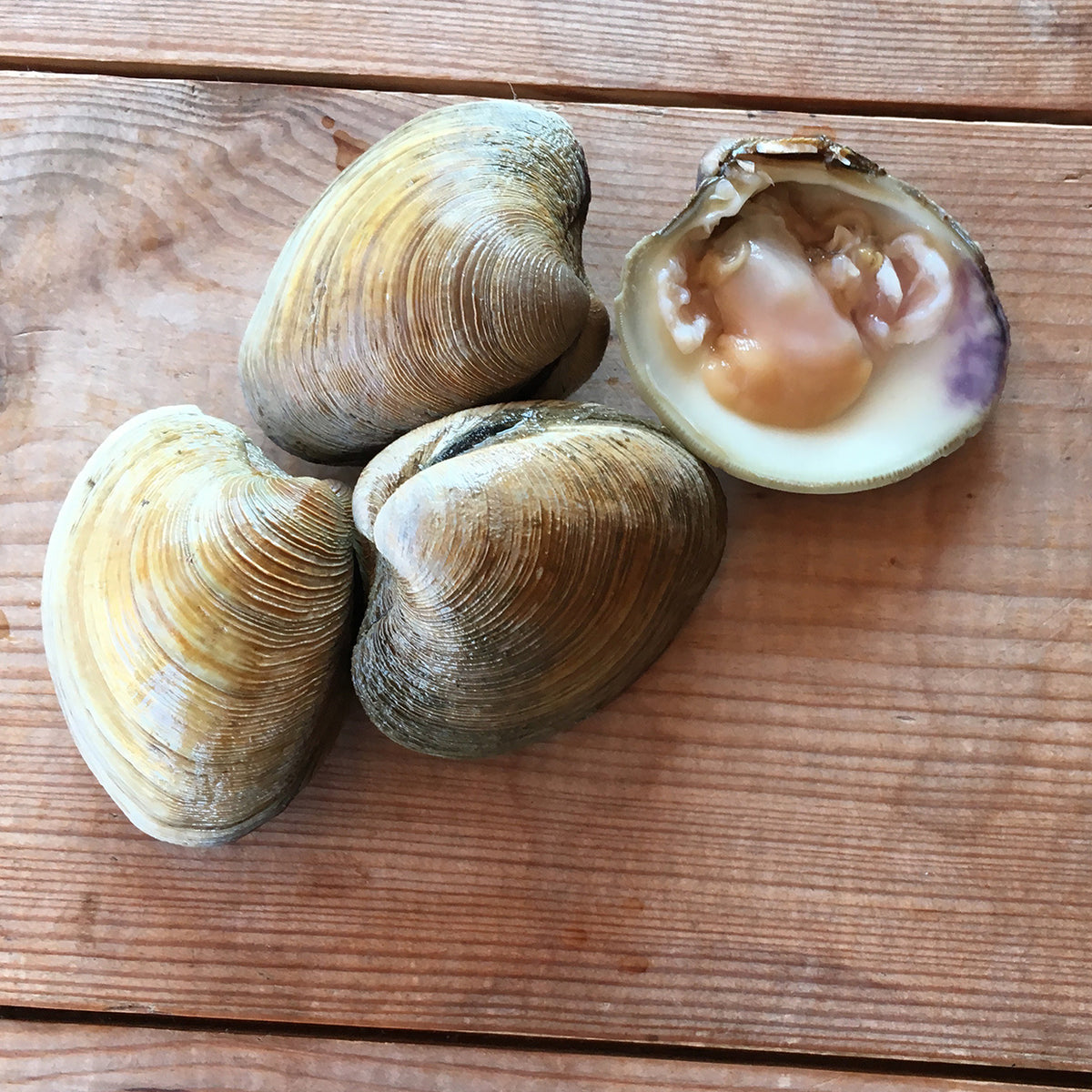 Hard Shell Clams – Colchester Oyster Fishery