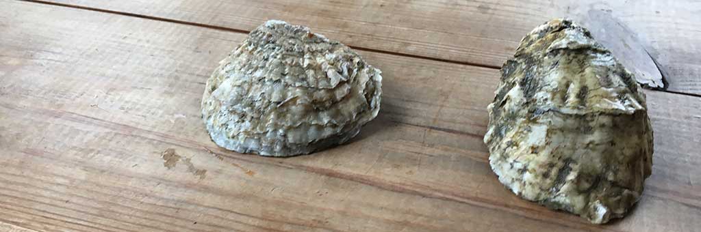 Native oyster or rock oyster - what's the difference?