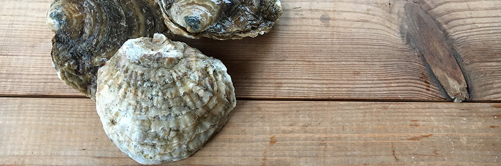 Native Oysters Are Back!