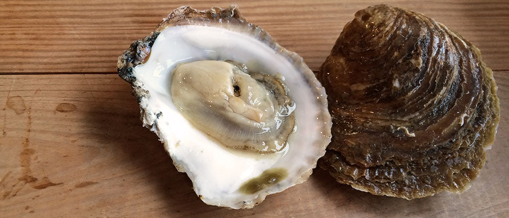 Goodbye Native Oysters!