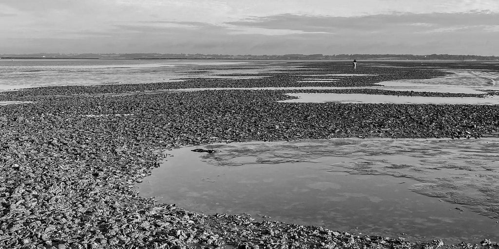 We Are An Oyster Farm