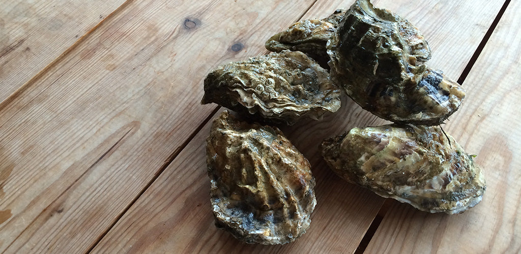 Storing Oysters in Summer