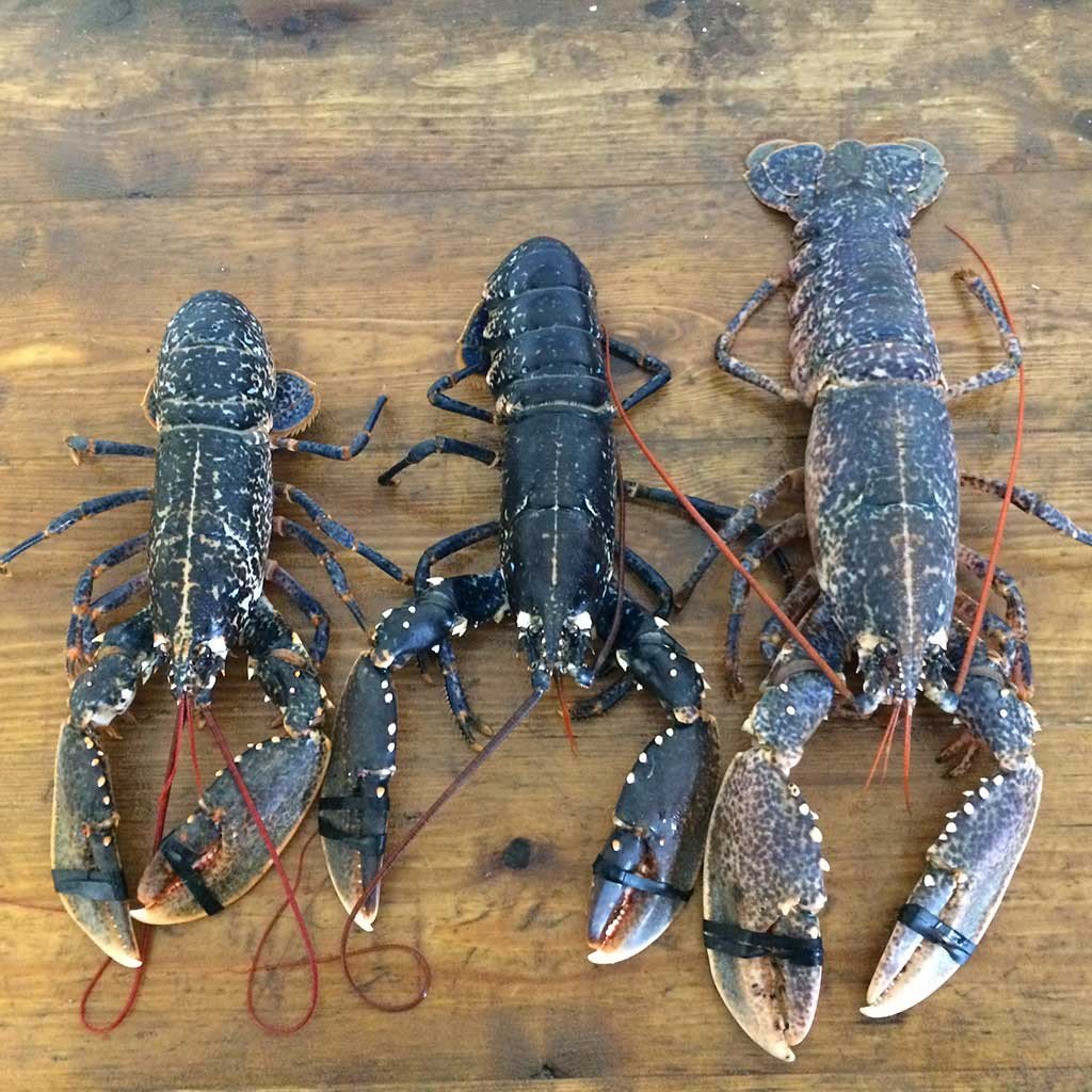 Live native lobsters showing the size difference for small, medium and large native lobsters