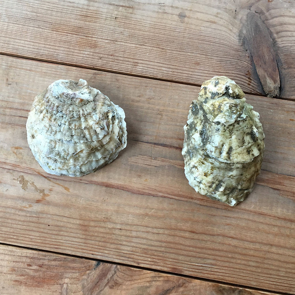 NEW IN: Hard Shell Clams – Colchester Oyster Fishery